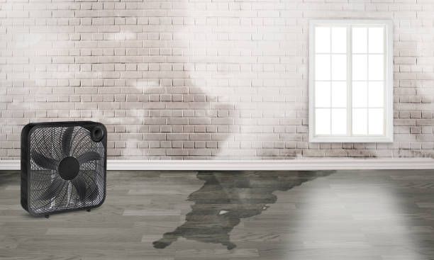 Best Water damage cleanup near me  in Gig Harbor, WA